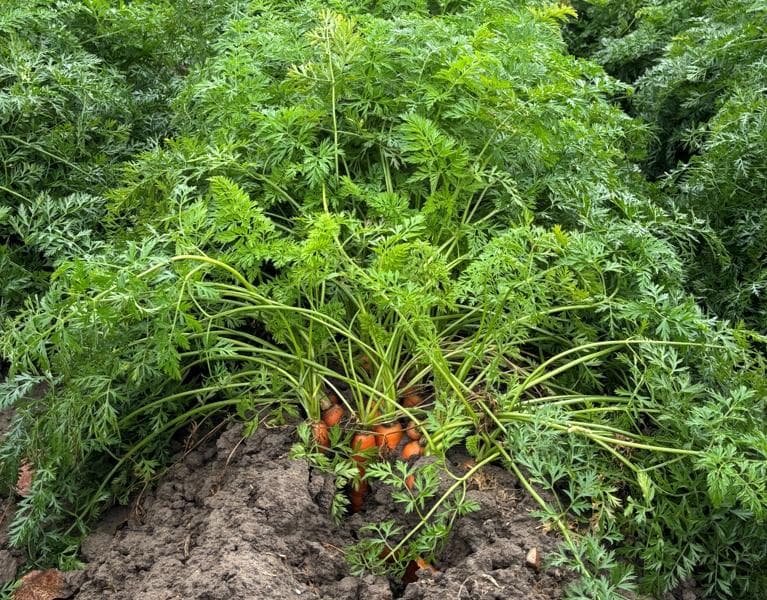 NL_Regeneratief boeren_wortels in veld_10-2025