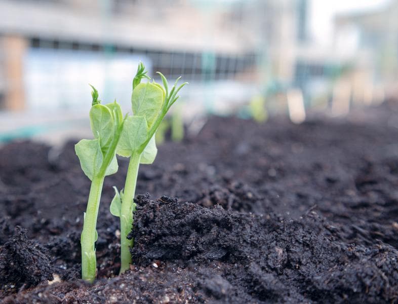 Organic pea seedling in vegetable bed. Close up. Snow Peas, Sugar Peas or Snap Peas. First tendrils visible. Early spring planting. Soft bokeh background with netting for plant support.